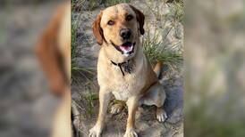 Dog shot and killed, owner offering $10K reward for information leading to killer