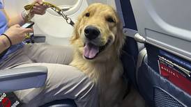 Puppies on the plane! Future assistance dogs earn their wings at Michigan airport