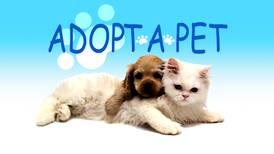 Adopt-A-Pet Tuesday: Bear, Sampson, and Maple