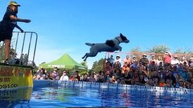 Canine Athletes are Catching Some Serious Air at the Ultimate Air Dogs Competition