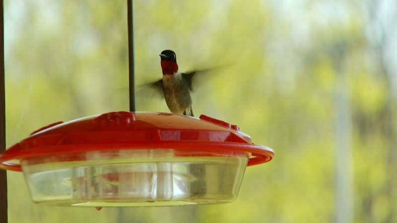 Promo Image: Sights and Sounds: Bird Watching in Missaukee County