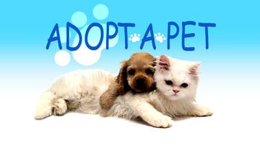 Adopt A Pet Tuesday: Dexter, Sunny & Romeo