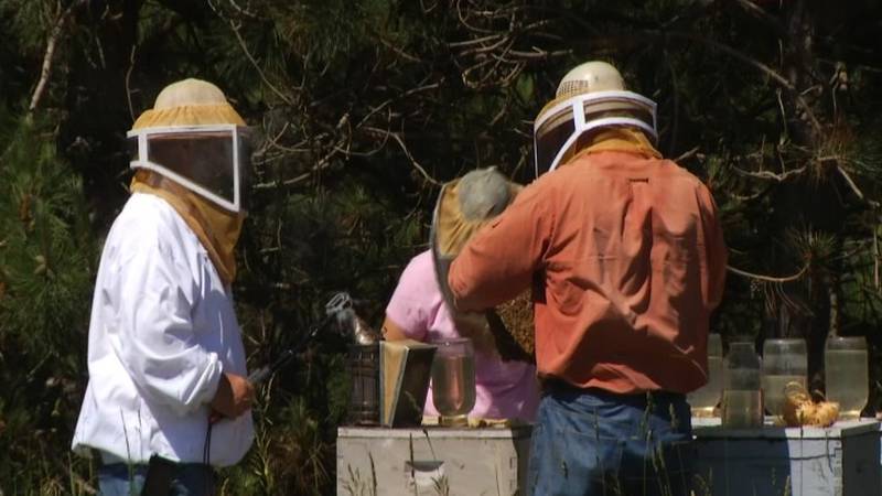 Promo Image: Jack&#8217;s Journal: Beekeeping