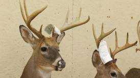 Northern Michigan Taxidermy Shops Stay Busy During Firearm Deer Hunting Season