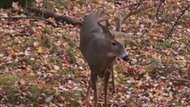 Hook & Hunting: Taxidermists See Increase of Hunters Wanting to Get Their Deer Mounted