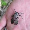 If you see this bug in Michigan, kill it with extreme prejudice