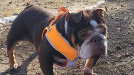 West Michigan Bulldog Rescue Holding Adoption Event in Big Rapids