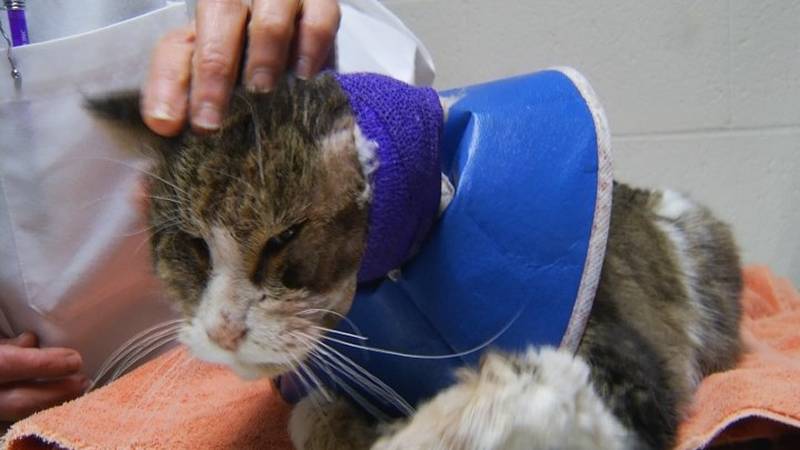 Promo Image: Cat Found Wrapped In Duct Tape Is Recovering Faster Than Expected