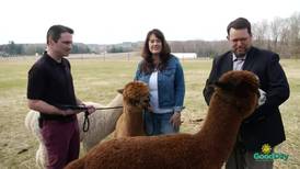 Visit the Alpacas at Cotton Creek Farms’ Spring Open Farm Weekend