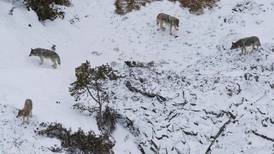 Isle Royale wolf count suspended because of warm weather 