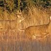 DNR to test for chronic wasting disease in Northern Michigan this year