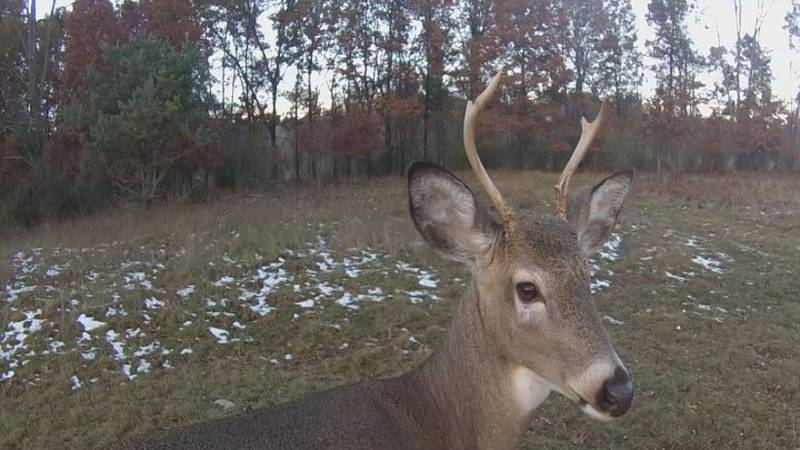 Promo Image: U.S. Fish, Wildlife Service: Firearm Deer Season To Bring Big Boost To State&#8217;s Economy