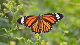 Monarch butterfly release at John Ball Zoo