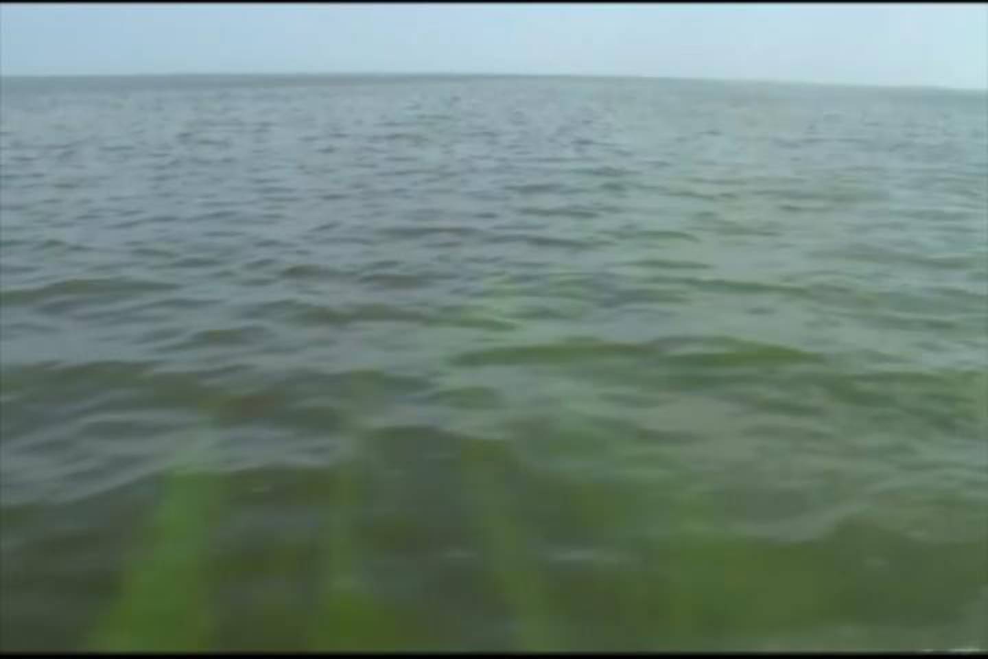 Promo Image: Lake Erie Expected to Have Potentially Harmful Algae Bloom