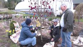 What’s Growing With Tom: Giving Spring Shrubs and Trees a Strong Start