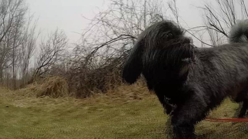 Promo Image: Sights and Sounds: Spring Dog Walk