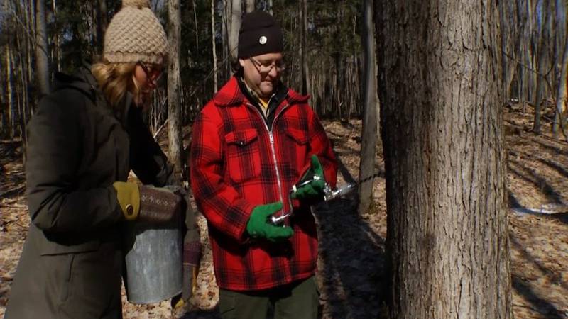 Promo Image: MTM On The Road: Saturday is Maple Syrup Day at Grayling&#8217;s Hartwick Pines