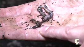 What’s Growing With Tom: Learning more about worms and what they can do for you