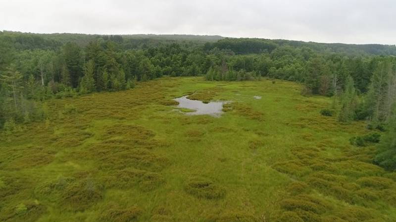 Promo Image: Northern Michigan from Above: Bog Near Harbor Springs