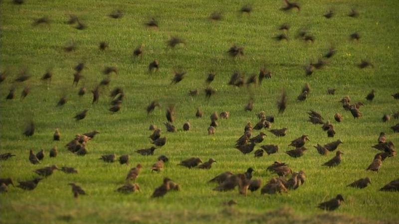 Promo Image: Sights and Sounds: Backyard Starlings