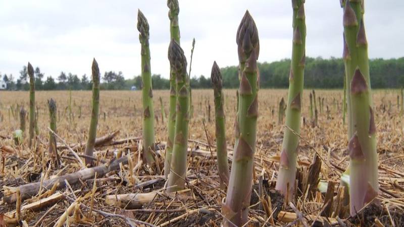 Promo Image: Annual Empire Asparagus Festival Celebrates Locally Grown Crop