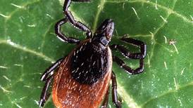 Tick-borne diseases are on the uptick, Benzie-Leelanau health officials say