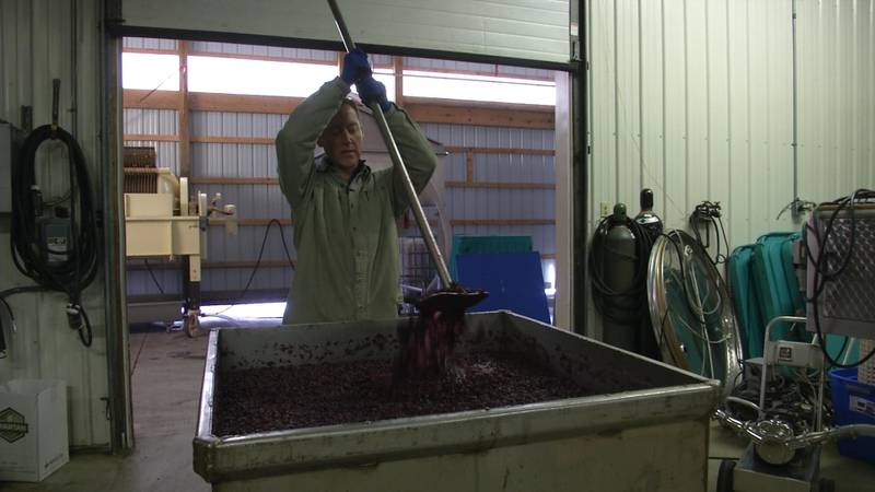 Promo Image: Brewvine: Busy Season for Winemakers