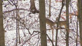 Hook & Hunting: Firearm Deer Season Coming to a Close