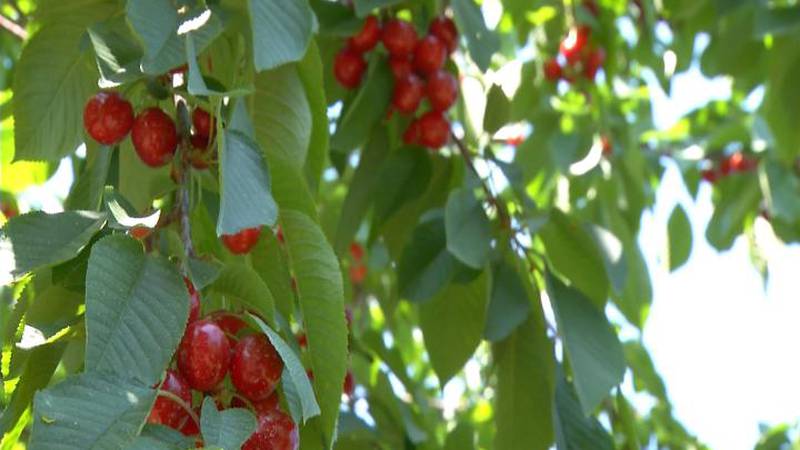 Promo Image: Northern Michigan Cherry Farmers Plan For A More Fruitful 2017 After A Hard Growing Season