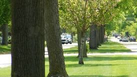 Several Northern Michigan counties to get grants to plant trees