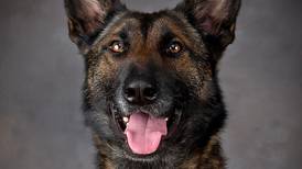 Newaygo Co. Sheriff’s K9 ‘Remi’ passes away from medical condition