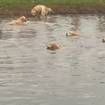 Second Largest Gathering of Golden Retrievers Ready for Year Four