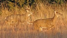 DNR to test for chronic wasting disease in Northern Michigan this year