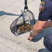 Cute Ducklings Saved After Falling Into Storm Drain