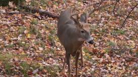 Hook & Hunting: Deer Numbers This Hunting Season