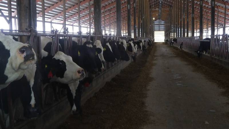 Promo Image: McBain Dairy Farm Recognized for Highest Quality Milk of 2016
