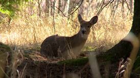 DNR calls on hunters to take more antlerless deer, better manage population
