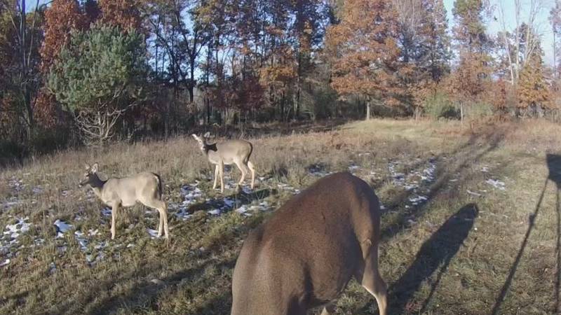 Promo Image: Michigan DNR Opens Grant Applications For Deer Private Land Assistance