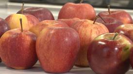 Growing, Eating, Educating with NanBop Farm: Making Fresh Applesauce