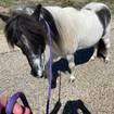 Crawford Co. Deputies Looking to Reunite Mini Horse With Its Owner
