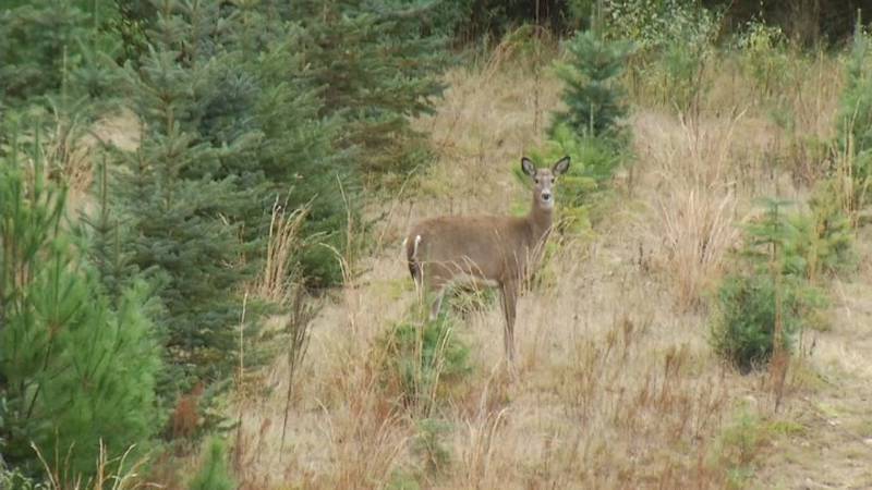 Promo Image: DNR: Firearm Deer Season Impacted By Weather Conditions