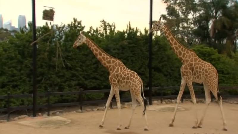 Promo Image: Wildlife Experts: Giraffes At Risk Of Extinction