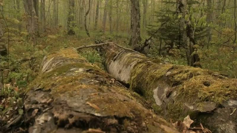 Promo Image: Northern Michigan In Focus: Legend of the Log Slide