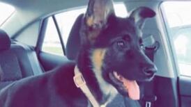 Owners Searching for Dog Lost After Newago Co. Car Crash