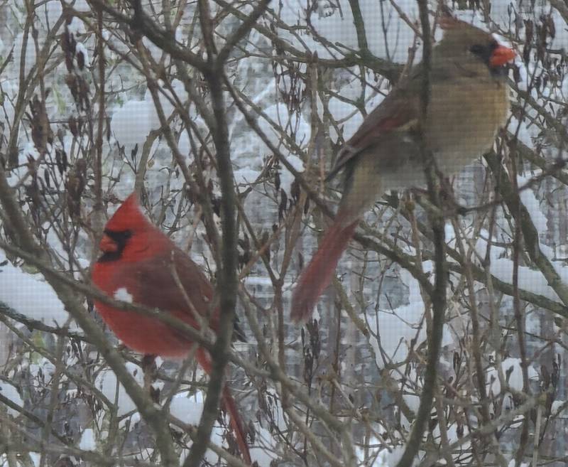 Don Cardinals In The Snow