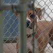 Mecosta County’s animal shelter plans to pause critical services because of Gotion construction