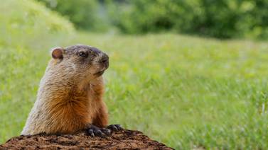 Does Groundhog Day Actually Predict the Spring Weather?